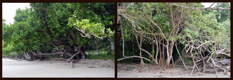 11ToEttyBay17.jpg - Cassowary Coast - Etty Bay
