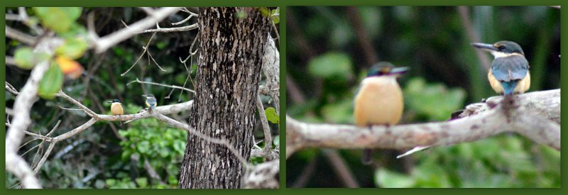 11ToEttyBay18.jpg - Cassowary Coast - Etty Bay; Little Kingfishers (page 294)