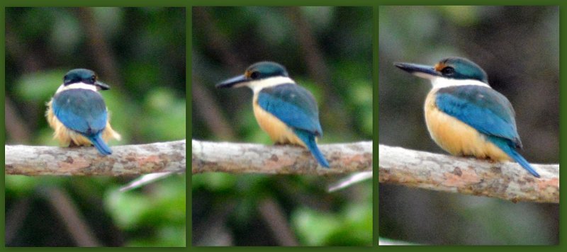 11ToEttyBay19.jpg - Cassowary Coast - Etty Bay; Little Kingfishers (page 294)
