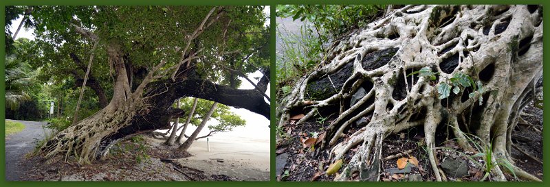 11ToEttyBay20.jpg - Cassowary Coast - Etty Bay Strangler Fig
