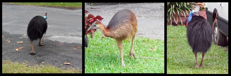 11ToEttyBay21.jpg - Cassowary Coast - Etty Bay; Southern Cassowaries (page 18) foraging in the park