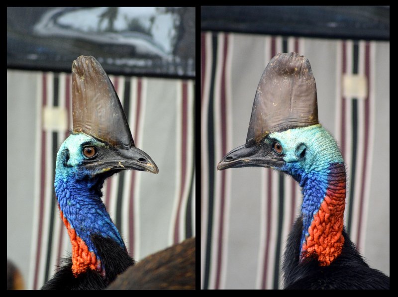11ToEttyBay22.jpg - Cassowary Coast - Etty Bay; Southern Cassowaries foraging in the park