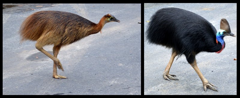 11ToEttyBay24.jpg - Cassowary Coast - Etty Bay; Southern Cassowaries foraging in the park