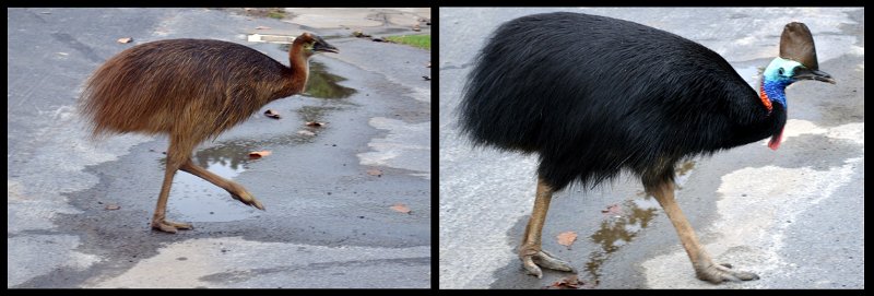 11ToEttyBay25.jpg - Cassowary Coast - Etty Bay; Southern Cassowaries foraging in the park