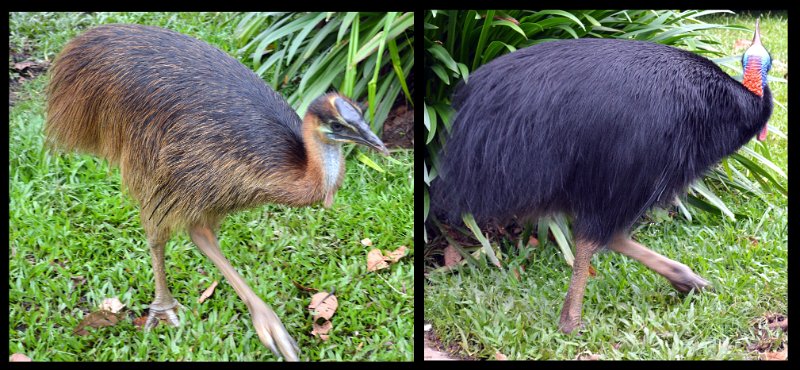11ToEttyBay26.jpg - Cassowary Coast - Etty Bay; Southern Cassowaries foraging in the park