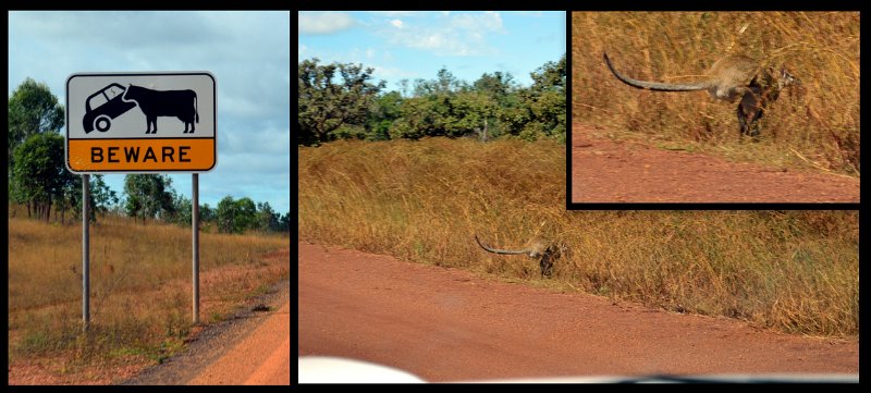 Collages.jpg - PDR - from Weipa to Coen, the road was a mess after heavy rains