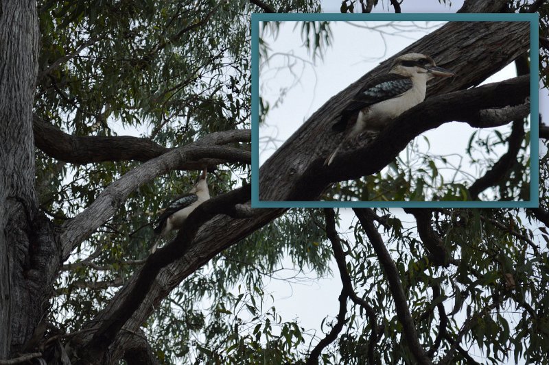 Collages2.jpg - Bramwell Station for an overnight rest but woken by noisy Kookaburras