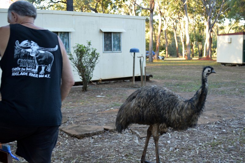 DSC_0058.JPG - Bramwell Station for an overnight rest - a cheeky Emu (page 18)