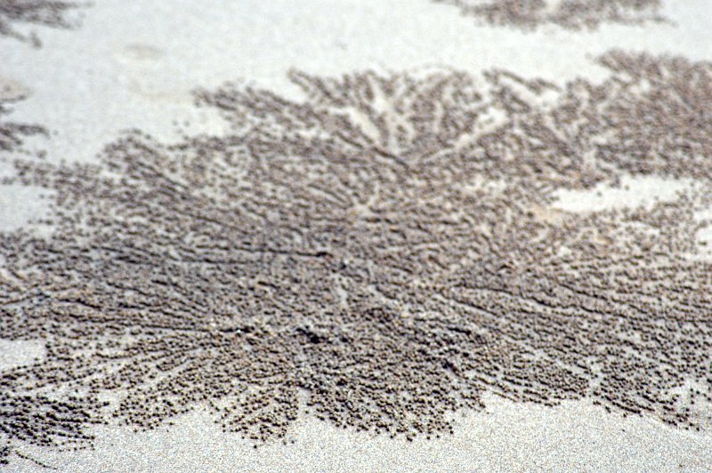 DSC_0103.JPG - Cassowary Coast - Etty Bay beach sand crab diggings