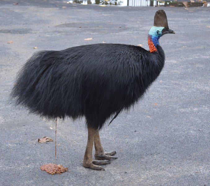 DSC_0130.JPG - Cassowary Coast - Etty Bay; Southern Cassowaries, and just for a finale