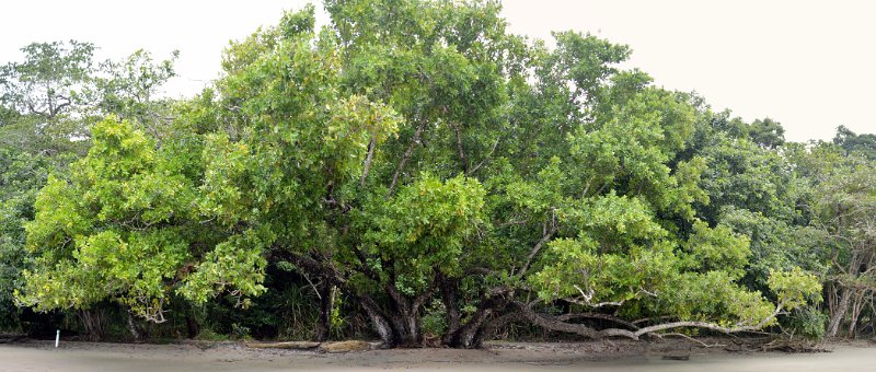 ToEttyBayPan04.JPG - Cassowary Coast - Etty Bay