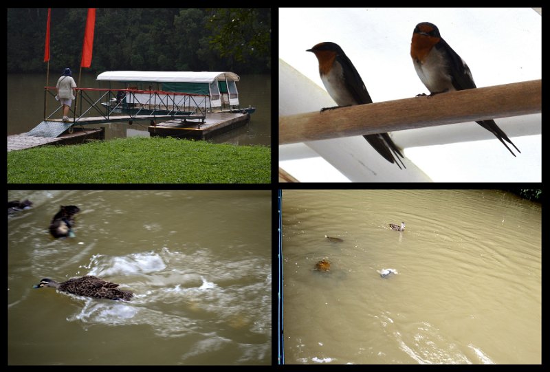 13Kuranda14.jpg - Kuranda Station - On the Barron River we saw Fish, Turtles, Ducks, Swallows, Freshwater Crocs