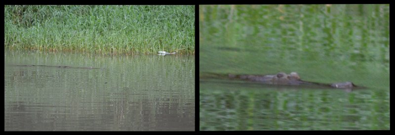 13Kuranda17.jpg - Kuranda Station - Freshwater crocodiles on the Barron River