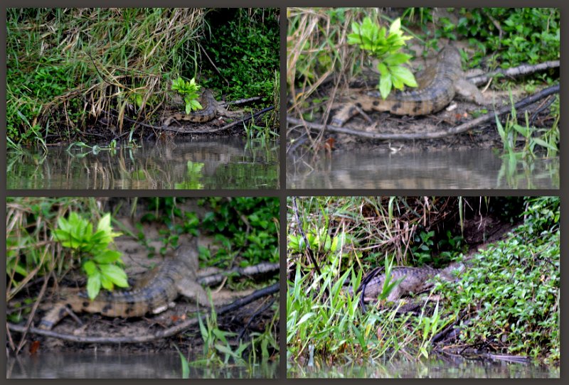 13Kuranda18.jpg - Kuranda Station - Freshwater crocodiles on the Barron River