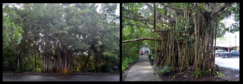 13Kuranda21.jpg - Kuranda Village - fig tree curtain