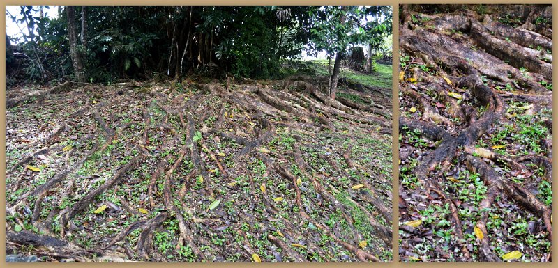13Kuranda29.jpg - Kuranda Village - very invasive tree roots