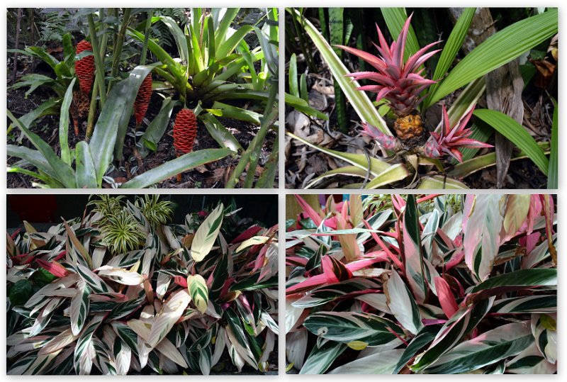 13Kuranda30.jpg - Kuranda Village gardens