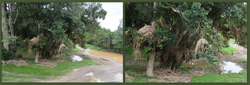 14CairnsToInnisfail16.jpg - Gordonvale - Mulgrave River flood debris above the height of the old bridge
