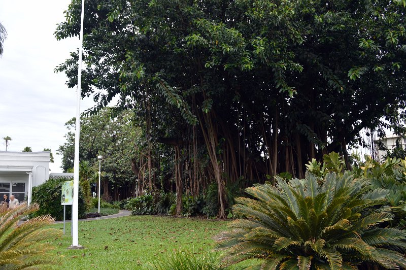 DSC_0005.JPG - Cairns - Flying Fox colony in thefig trees beside the City Council library