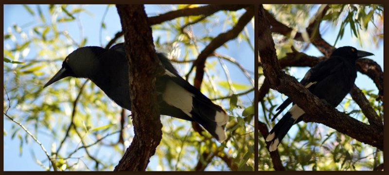15ToUndara.jpg - At Undara - Pied Currawong (page 426), with a pleasant melodious voice "Chew-it, Chew-it, Chew" or "Chew, Chew, Chew-it"