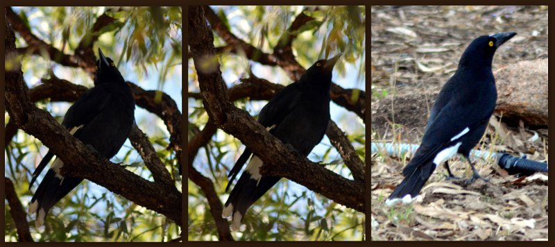15ToUndara1.jpg - At Undara - Pied Currawong