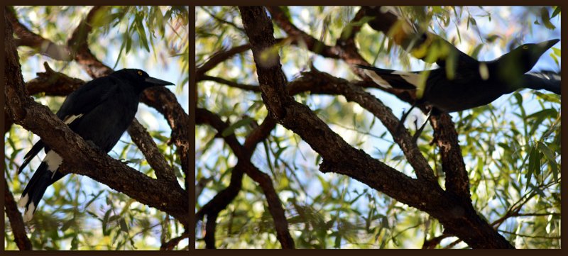 15ToUndara2.jpg - At Undara - Pied Currawong