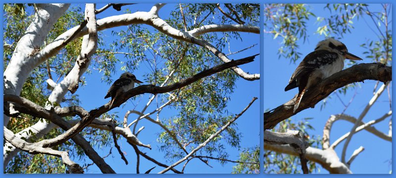 16Undara1.jpg - Undara Resort - Kookaburra