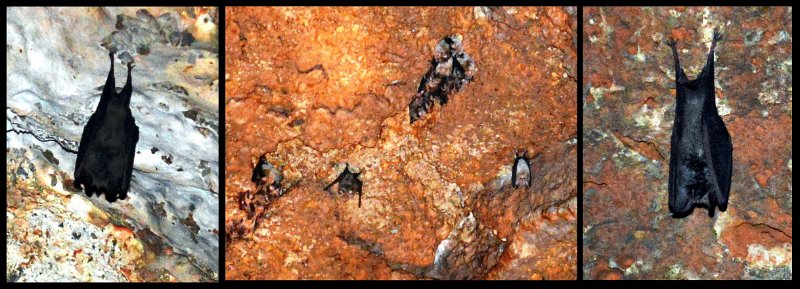 16Undara12.jpg - Undara - tiny bats at Stephenson Lava Tube