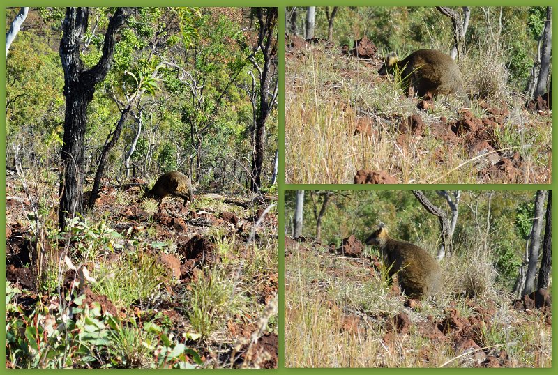 16Undara14.jpg - Undara - Mareeba Rock Wallaby beside the Kalkani Crater rim walk