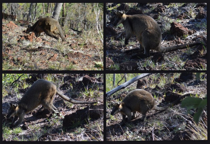 16Undara15.jpg - Undara - Mareeba Rock Wallaby beside the Kalkani Crater rim walk