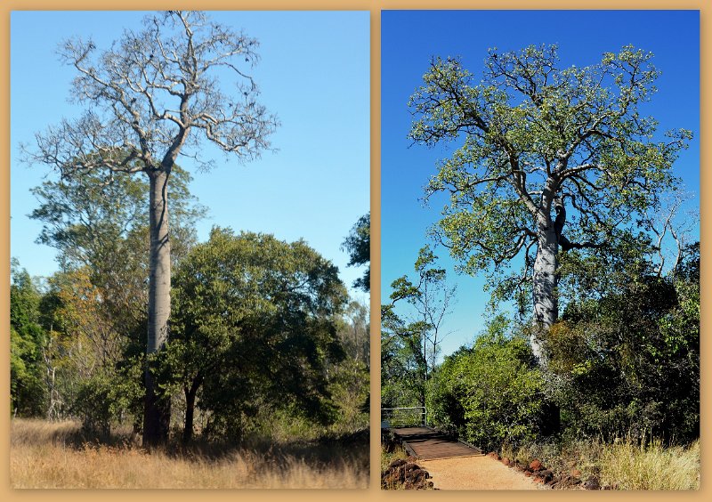 16Undara6.jpg - The Queensland Bottle Tree is similar to the Boab, but is a native of Queensland