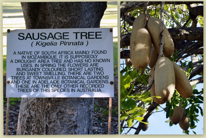 17Greenvale11.jpg - Greenvale - Sausage Tree behind the Three Rivers Hotel