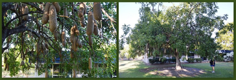 17Greenvale12.jpg - Greenvale - Sausage Tree behind the Three Rivers Hotel