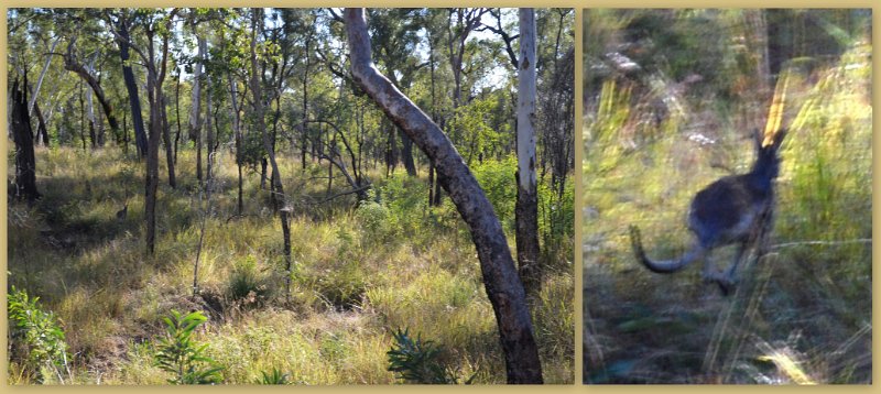 17Greenvale2.jpg - Undara - a tranquil early morning walk at the resort disturbed this Eastern Grey Kangaroo