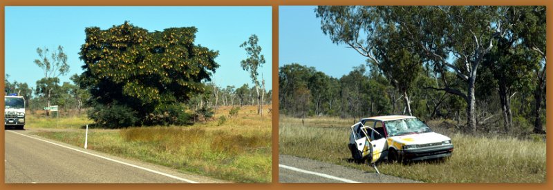 17Greenvale5.jpg - Gregory Development Road - we saw a few of these large trees with yellow flowers; and some of the casualties