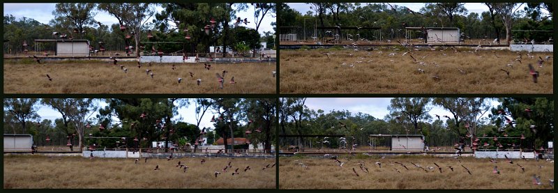 18Galahs.jpg - Galahs at the Greenvale caravan park