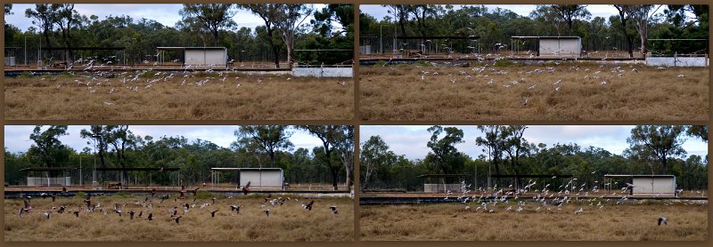 18Galahs1.jpg - Galahs at the Greenvale caravan park