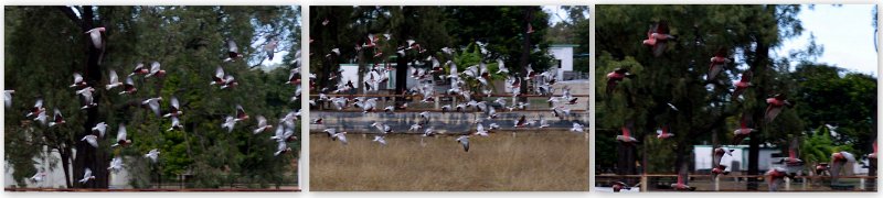 18Galahs2.jpg - Galahs at the Greenvale caravan park