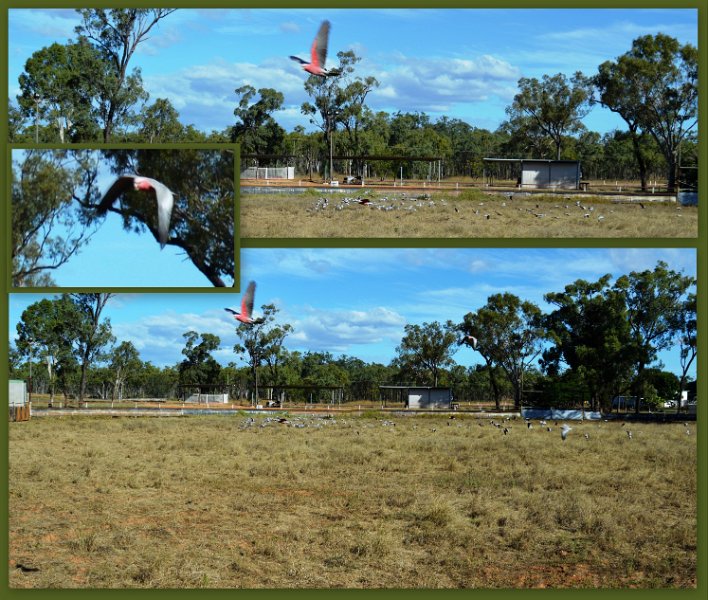 Collages.jpg - Galahs at the Greenvale caravan park