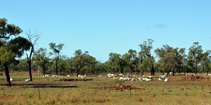 DSC_0024.JPG - Gregory Development Road - Droughmaster cattle