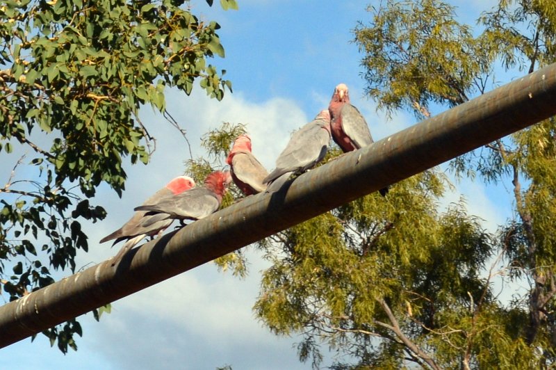 DSC_0035crop.jpg - Galahs at the Greenvale caravan park
