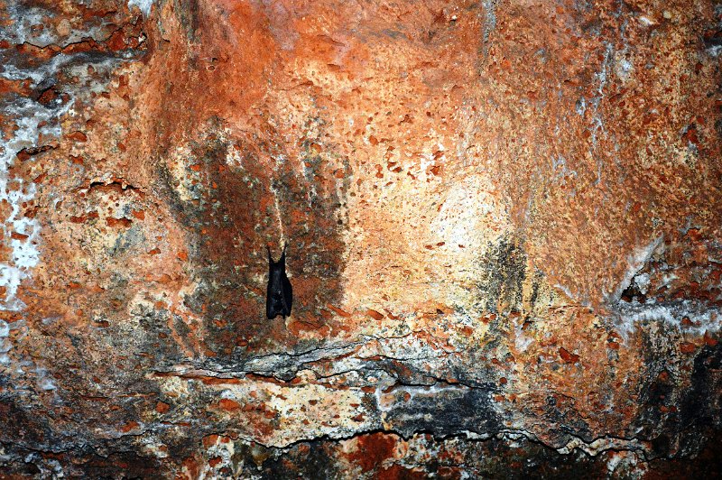 DSC_0065.JPG - Undara - tiny bats at Stephenson Lava Tube