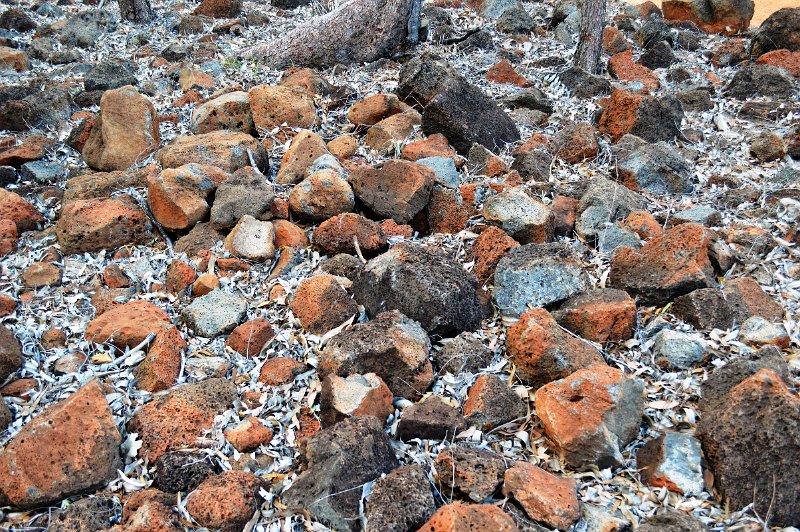 DSC_0117.JPG - Undara - Kalkani Crater rim walk
