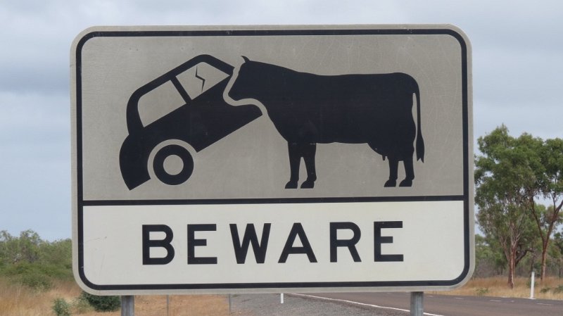 undara04.jpg - On the Undara access road - this road sign is common in areas where cattle properties are unfenced. It doesn't mean that cows will eat your car.