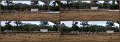 18Galahs1