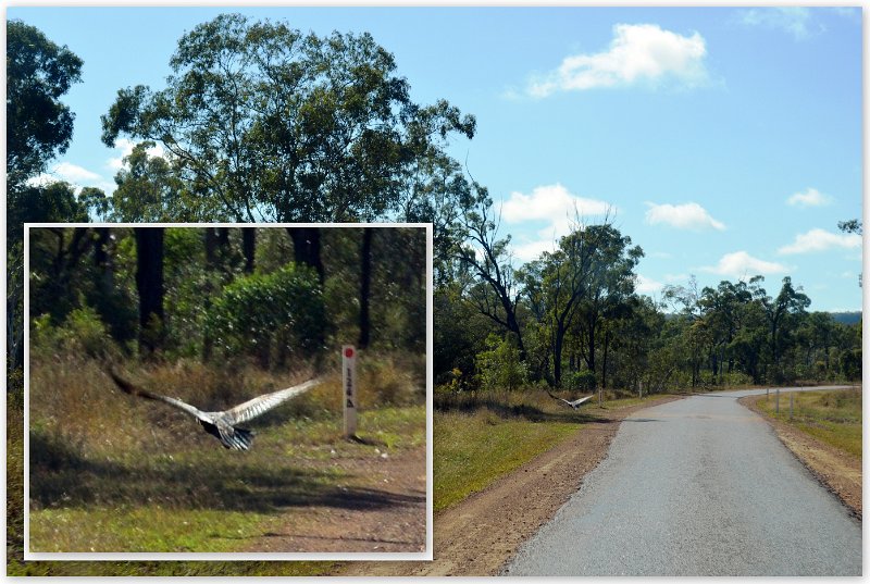 19ChTowers1.jpg - Wedge Tailed Eagle (page 152)