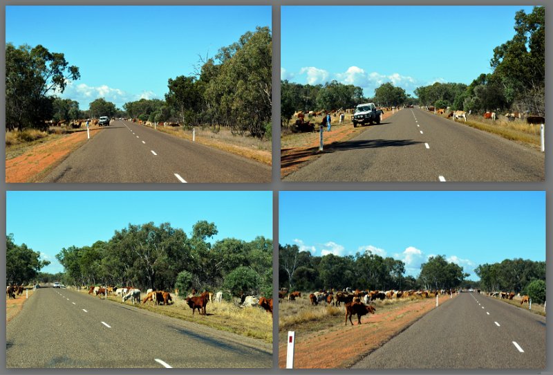 21Clermont.jpg - After Charters Towers - more cattle on 