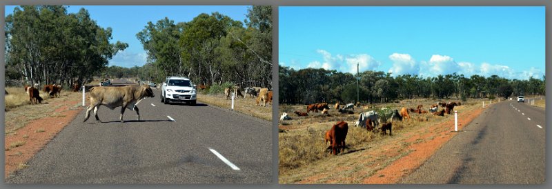 21Clermont1.jpg - After Charters Towers - more cattle on the Gregory Development Road