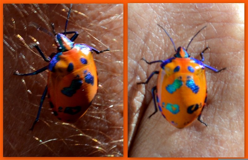 21Clermont7.jpg - A brightly coloured Harlequin beetle at the Clermont caravan park