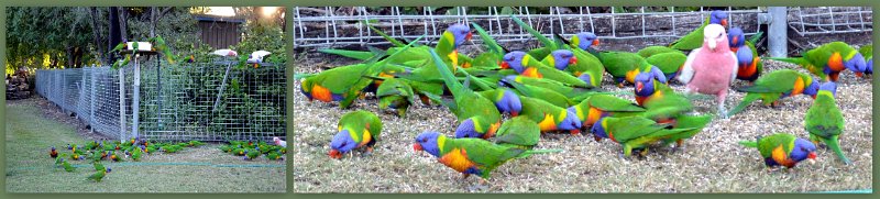 22Clermont1.jpg - Clermont at our stopover - the Galah looks a bit left out